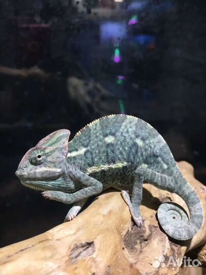 Кормушка CHAMELEON-2 90мл 50г