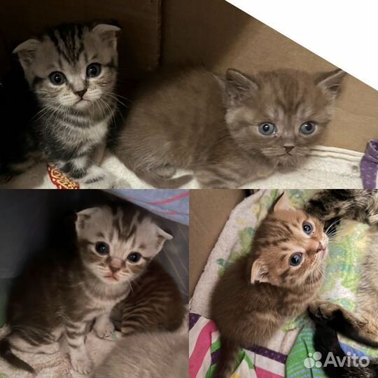 Шотландская