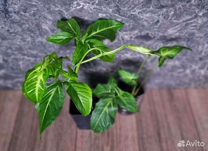 Сингониум ушковидный