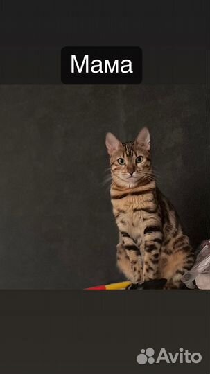 Бенгальские котята