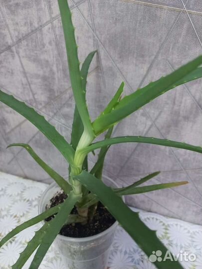 Алоэ столетник