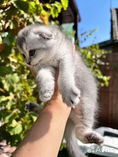 Шотландская вислоухая