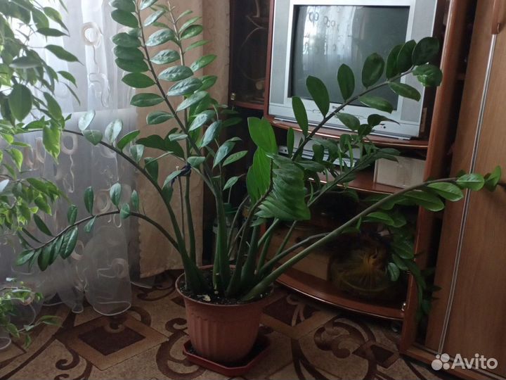 Комнатные цветы