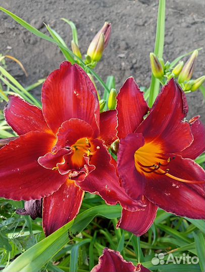 Махровый лилейник