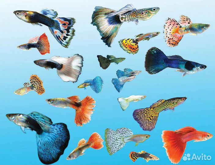 Аквариумные рыбки