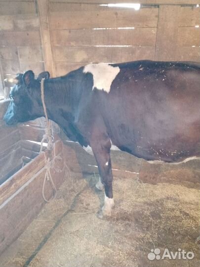 Корова дойная