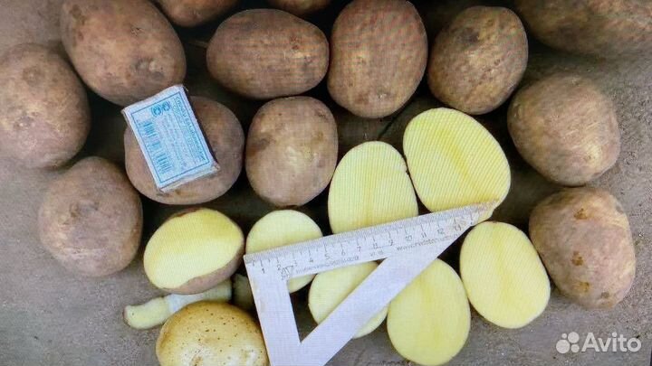 Картофель оптом