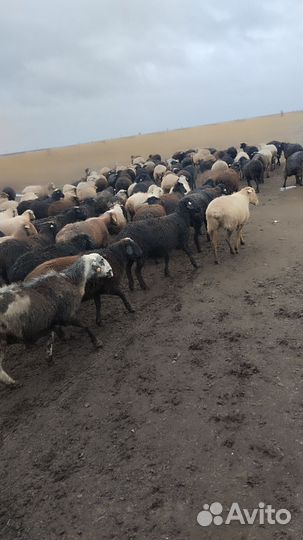 Продаются овцы упитаные