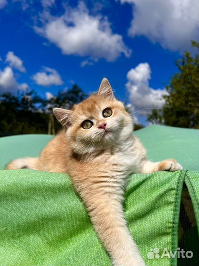 Британская девочка золотая шиншилла