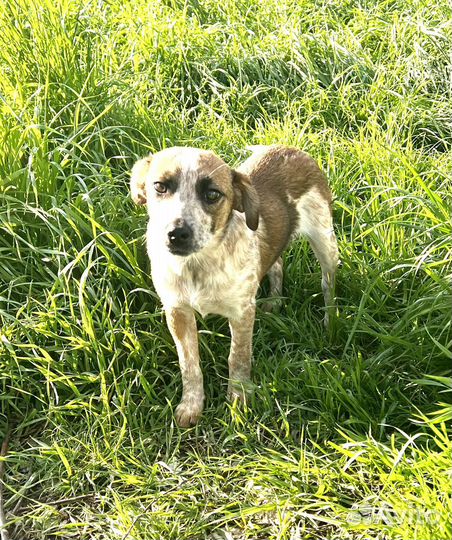 Щенок очаровашка