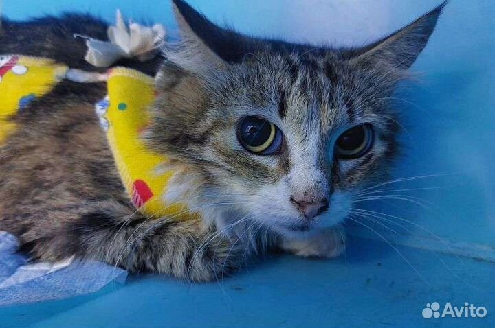 Маленький пугливый серенький котенок-мышонок