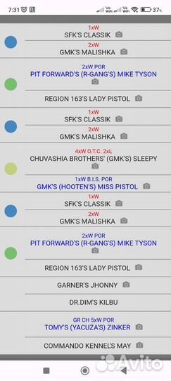 Питбуль вязка