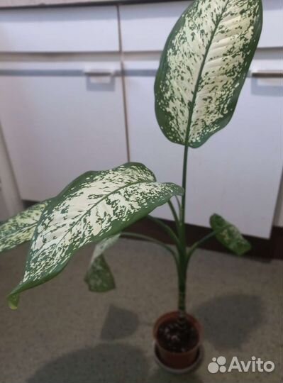 Диффенбахия