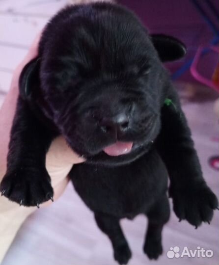 Щенки лабрадора