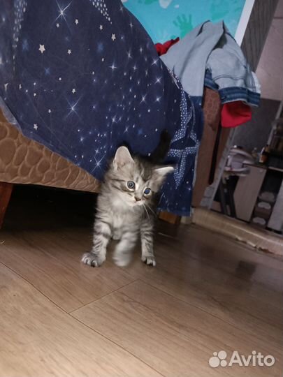Котята майкун