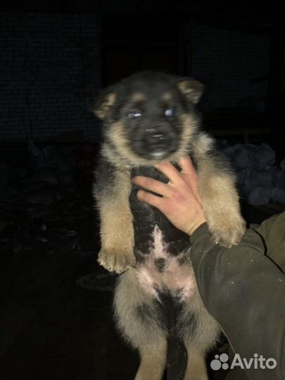 Щенки немецкой овчарки