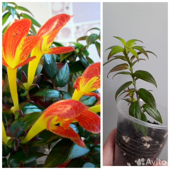 Комнатные цветы