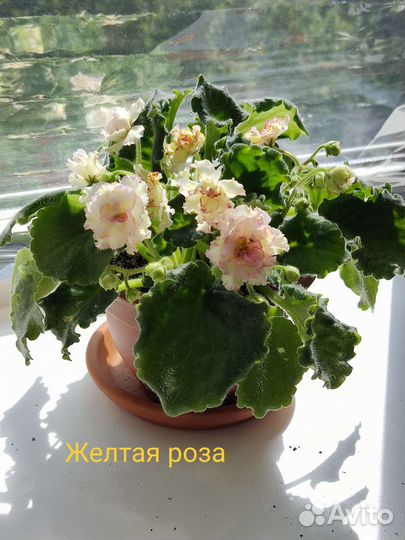 Фиалки Желтая роза и Белое перышко