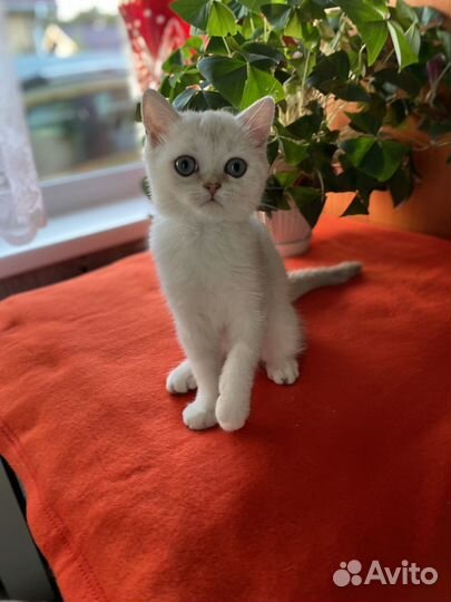 Шотландский котенок