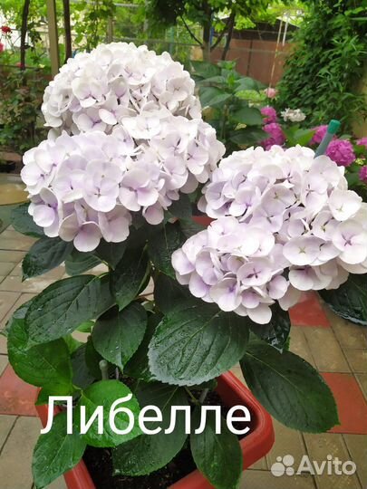 Гортензия Либелле крупнолистная саженцы