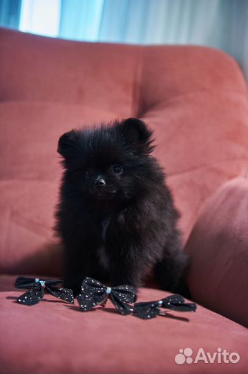Чёрный шпиц девочка мини