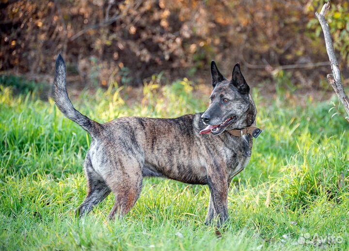 Тигру нужен дом