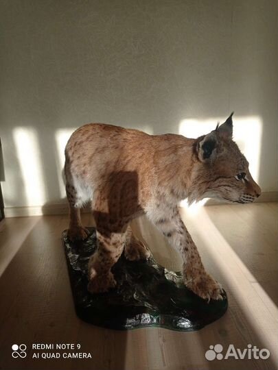 Чучело рыси (имитация)