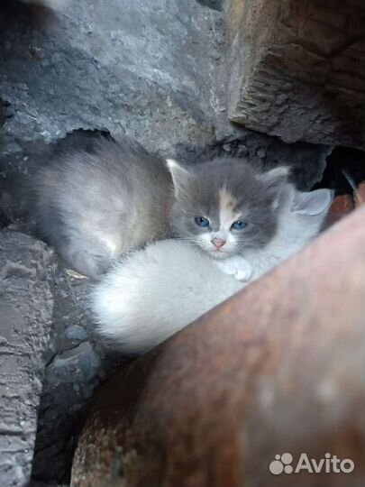 Отдам котят в добрые руки