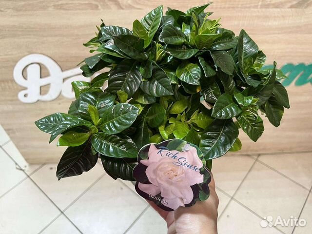 Гардения жасминовидная