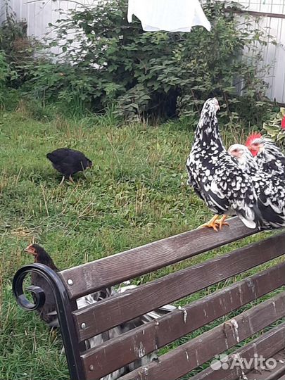 Нубийская козочка