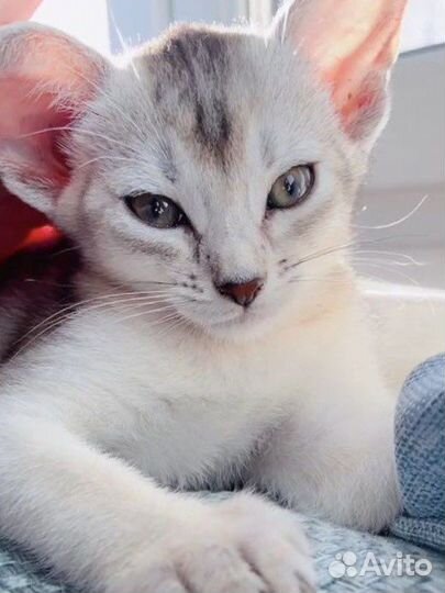 Абиссинские котята черное серебро