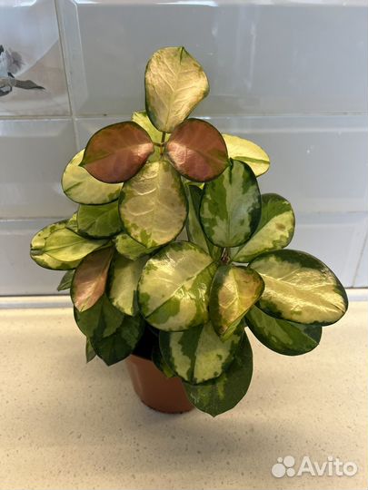 Хойи взрослые и укорененные черенки