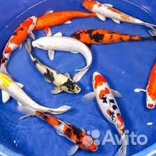 Рыба в пруд