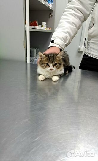Котенок в добрые руки