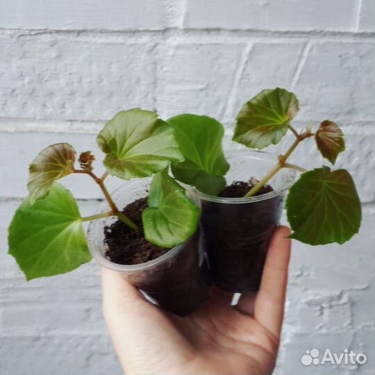 Бегония вечноцветущая махровая. Белая