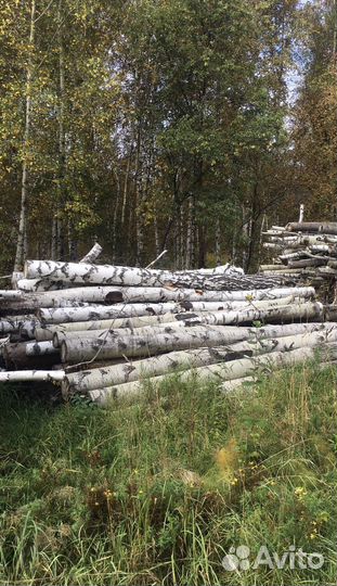 Лес кругляк - Берёза