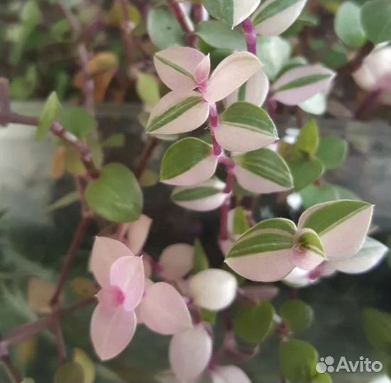 Коллизия Бьянка