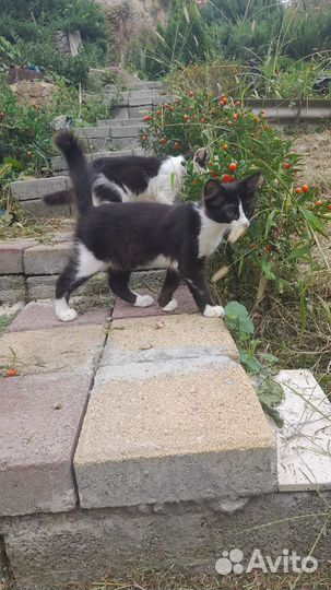 Котенок девочка 1, 5 мес