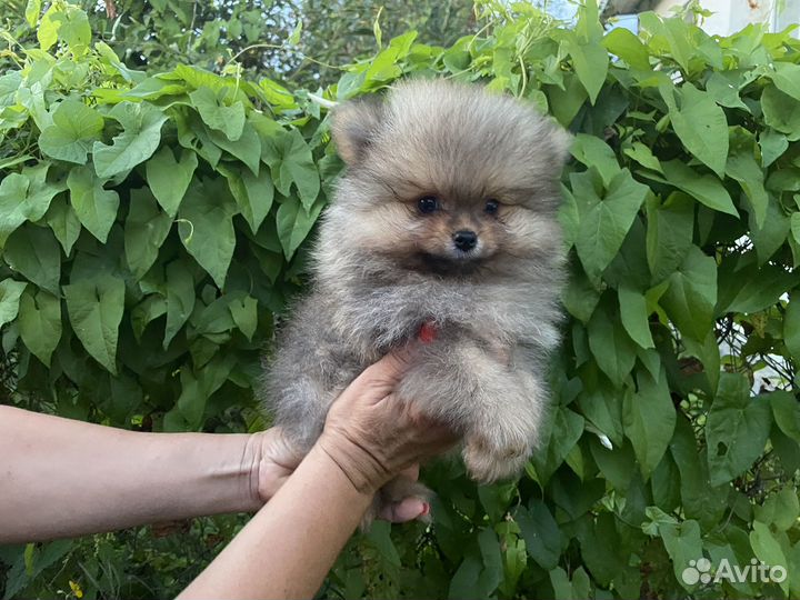 Щенки шпица Рыбинск