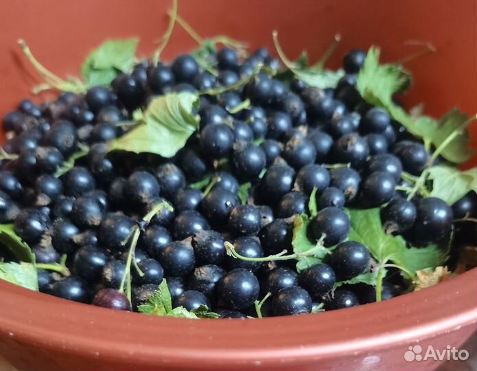 Кусты черной смородины