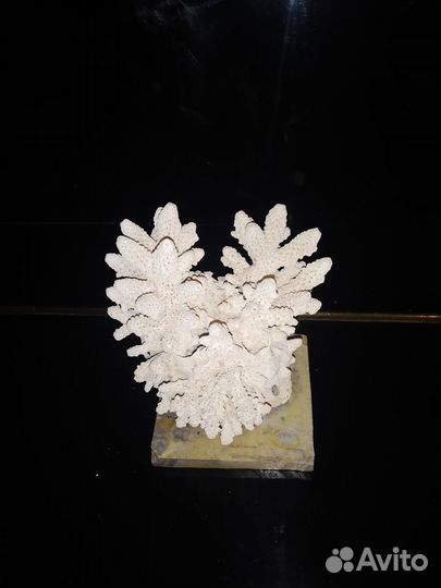 Коралл для аквариума и украшения интерьера