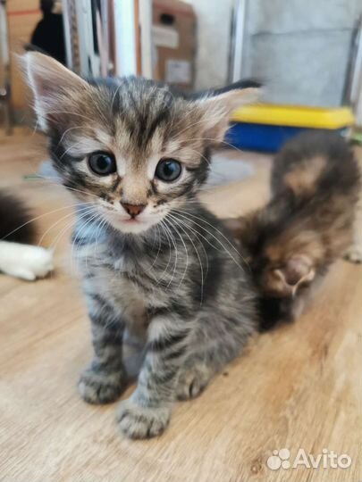 Кошки в добрые руки бесплатно