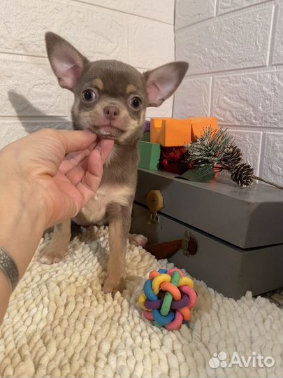 Продаются щенки чихуахуа редких окрасов