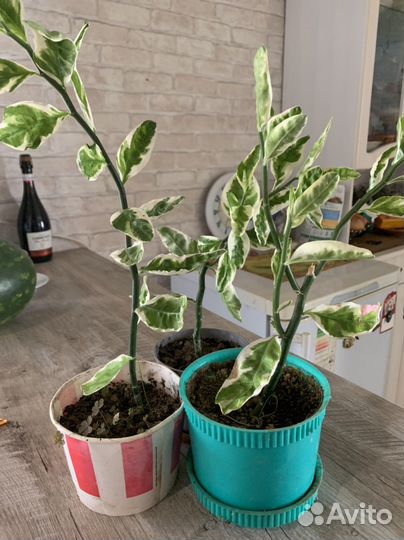 Цветы комнатные