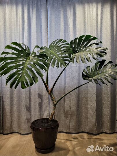 Комнатные цветы монстера