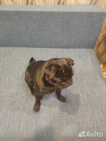Мопс вязка мальчик