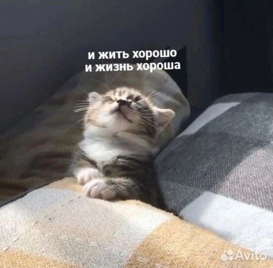 'Коты воители: 