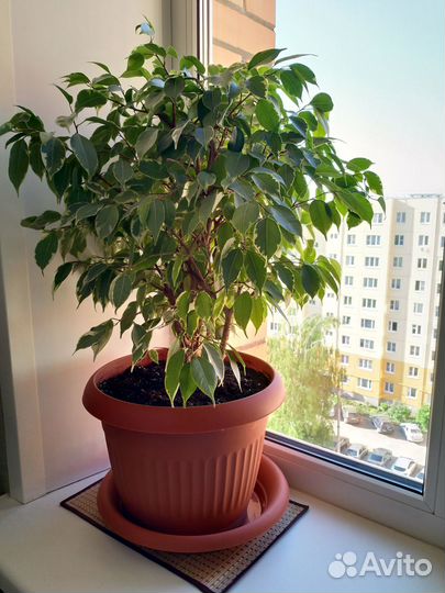 Продам цветы комнатные