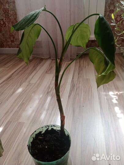 Аглаонема умеренная