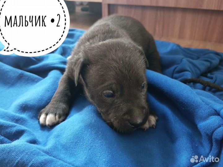 Щенки стаффорда